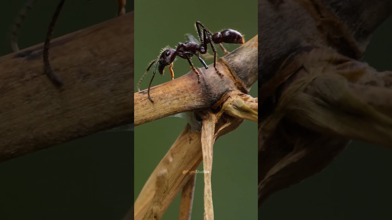 Bullet Ant Arboreal Locomotion and Navigation – Key Takeaways