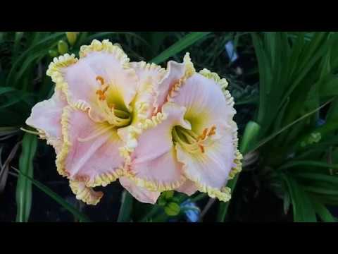 Лилейник Princess Diana_ Daylily (Hemerocallis 'Princess Diana')