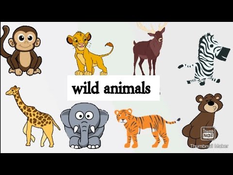 wild animals name. learn wild animals name in English.