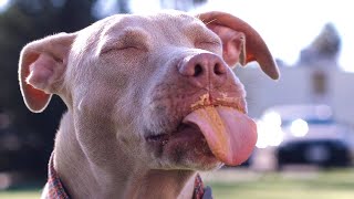 Dogs Vs. Peanut Butter