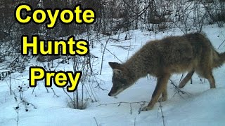 preview picture of video 'Coyote Looks For Prey in Wintertime in Franklin, Wisconsin'
