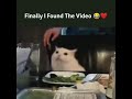 Woman Screaming And Cat Meowing Thurston Meme Video Found Ripthurston Shorts Viral