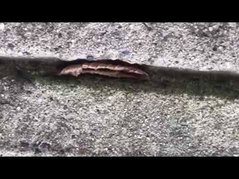 Highway of Pavement Ants on Allenwood, NJ