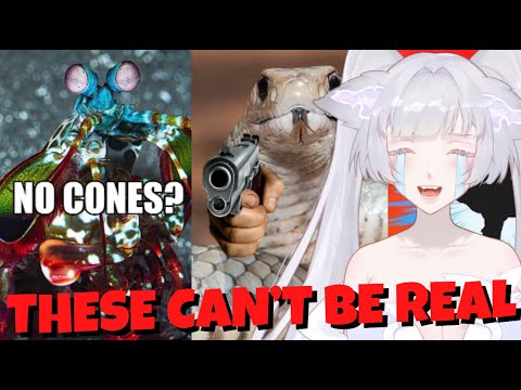 AUSTRALIA ISN'T REAL | More Parz Reaction | Vtuber Reacts