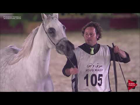 N.105 NEMA AL WAAB - 2019 Qatar Int. Peninsula show - Mares 4 to 6 years old (Class 7A)