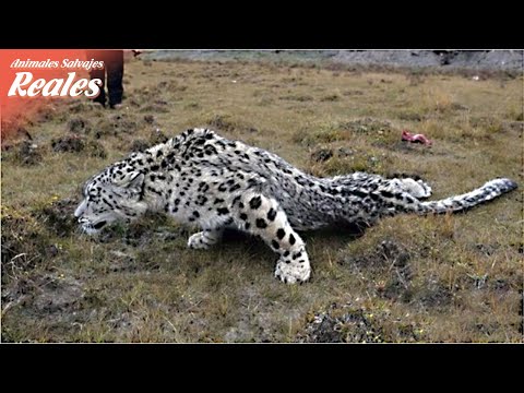 , title : '¿El leopardo de las nieves resultó gravemente herido después de la caza? | Animales Salvajes Reales'
