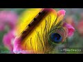 Ke Bajay Bashite Majh Rate Song Subhamita