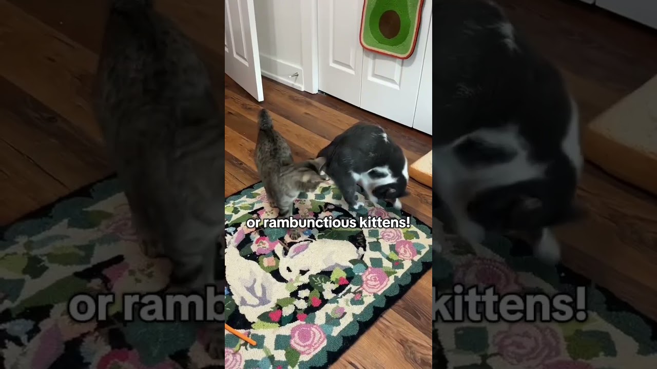 Yakko, a Adoptable mixed breed in New Orleans, LA video 6/6