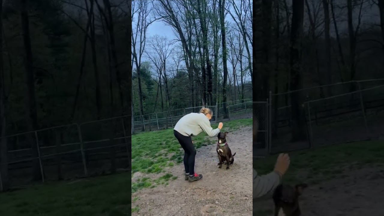 Enlarge Finster, a Adoptable Pit Bull Terrier in Shippenville, PA video 6/6