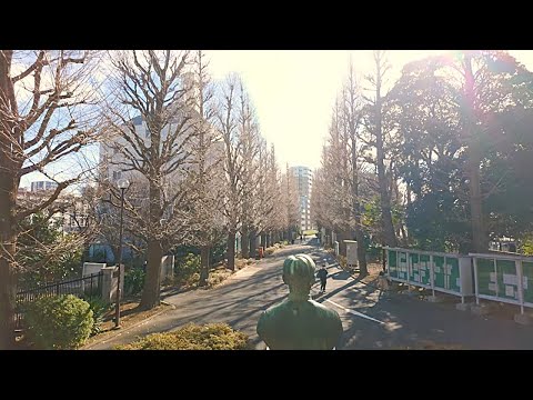 星薬科大学 - 正門〜本館風景  冬の木漏れ日