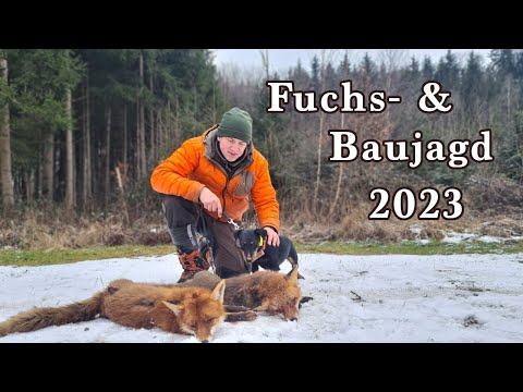 Fuchsjagd - Baujagd 2023 | So spannend wars noch nie! | T-Hunting