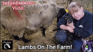 Sheep Farming Vlog: Lambs On The Farm!