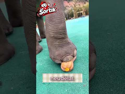 Chtěl slon rozdrtit strýčkovi nohu? 😨🎃🐘😱 Nečekaný konec!