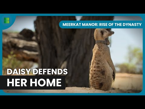 Pregnant Daisy Defends Her Territory | Meerkat Manor: Rise of the Dynasty