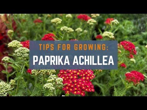 How to Grow Paprika Achillea (Yarrow)