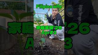 唐辛子・ナス・ペピーノ？植え付け完了！【フィリピン妻の家庭菜園】
