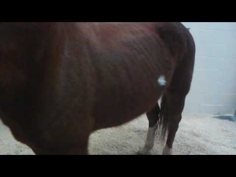 download lagu mp3 mp4 Rao Horses, download lagu Rao Horses gratis, unduh video klip Rao Horses
