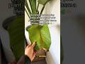 What to do if your #BirdOfParadise has a yellow leaf? Cut it off #PlantCare #strelitzianicolai