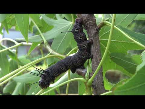 Monster Caterpillars! Citheronia aroa from Peru - 4K Quality - No Commentary - Saturniidae L4/L5
