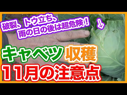 キャベツガと自然に戦う方法は？簡単な手段で感染を防ぐことはできるのでしょうか？  庭園