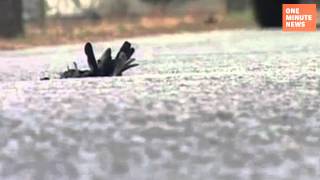 Dead Birds Fall in Beebe Arkansas on New Year's Again Because of Fireworks