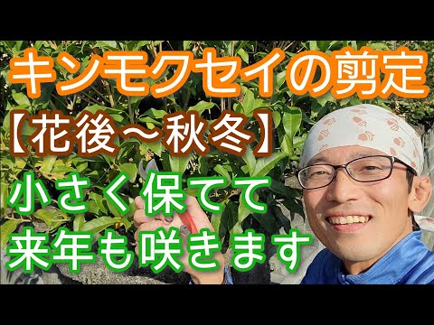 2月にクルミの木を剪定する方法 3月の技術的なヒントのビデオ