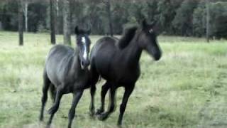 Jotunheim Percherons: Easter 2009 - Astarte and Azrael - Percheron/Andalusian cross (Spanish Norman)
