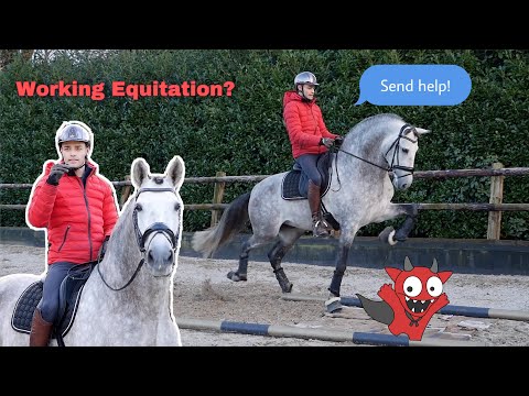 DRESSAGE STALLION TRIES WORKING EQUITATION
