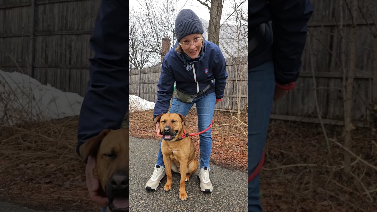 Enlarge Bear Lee, a ADOPTABLE mixed breed in Harrison, NY video 2/6