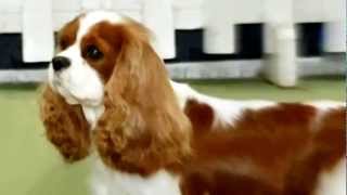 Pain in Pedigree Pups