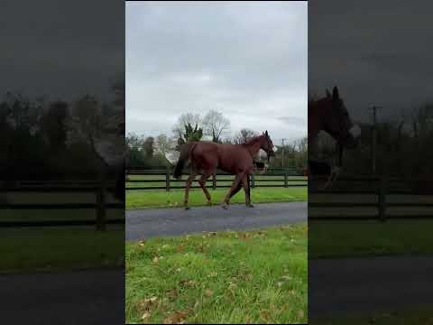 Video 1