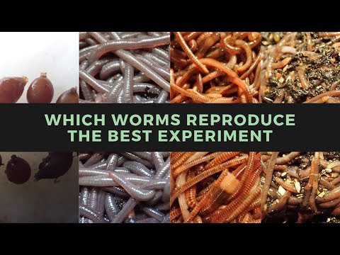Best Reproducing Worms Experiment 5-20-19