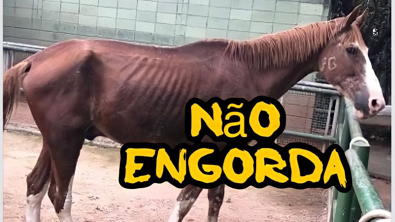 CAVALO NÃO ENGORDA ? Solução nesse vídeo!