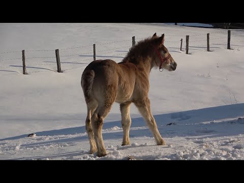 Caii lui Mircea de la Marisel, Cluj - 2021 Nou!!!