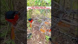 Download lagu pancingan suara burung mantenan gunung #kicauburunglovebird #kicaumania #mangkicauoffecial #burung mp3