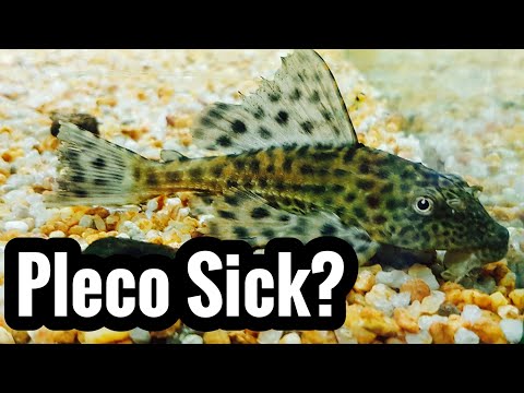 My Pleco Catfish doesn’t MOVE or EAT?