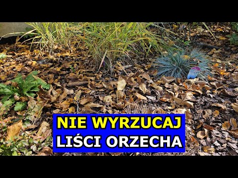 Don't Throw Away Walnut Leaves. How to Use Walnut Leaves, Mulching, Composting.