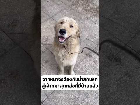 จากหมาจรต้องกินน้ำสกปรก สู่ เจ้าหมาสุดหล่อที่มีบ้านแล้ว