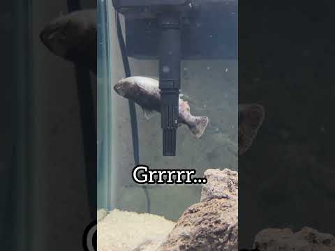 Fish CPR! They Arent Actually DEAD 2 (Gulper Revival) 😱 #shorts