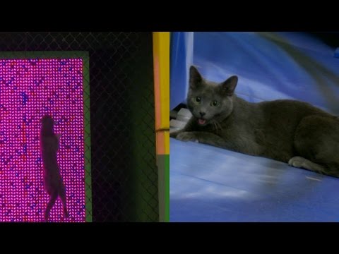 Must C Cat: Cat goes on adventure in Marlins Park