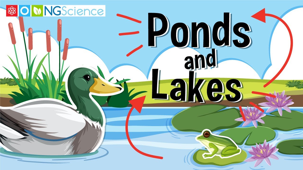 How do ponds affect the environment? More REF