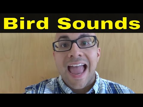 How To Make Bird Whistle Sounds With Your Mouth-Tutorial