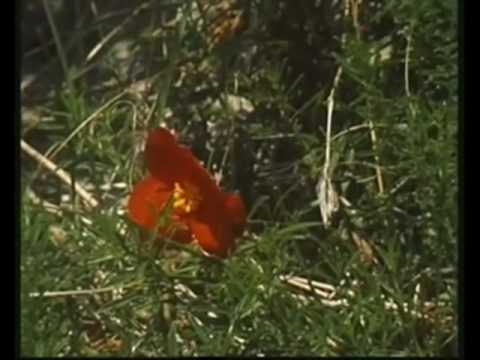 Beneški Fantje - Rdeči Cvet