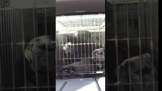 Video preview image #1 Cane Corso Puppy For Sale in ALEXANDRIA, VA, USA