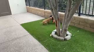 Video preview image #1 German Shepherd Dog-Unknown Mix Puppy For Sale in Mission Viejo, CA, USA