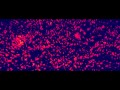 Smack My Bitch Up - The Prodigy - / Worlds On ...