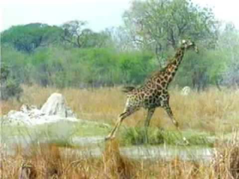 A Brief Look at How Giraffes Escape a Predator Attack
