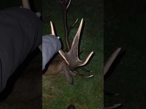 Nice stag I shot while out for a mission with mates. 🫎🍃 #hunting #aotearoa #newzealand #nzhunting