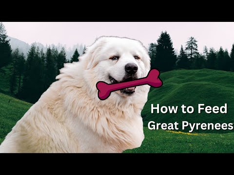 Great Pyrenees Feeding Tips- Vital Tips