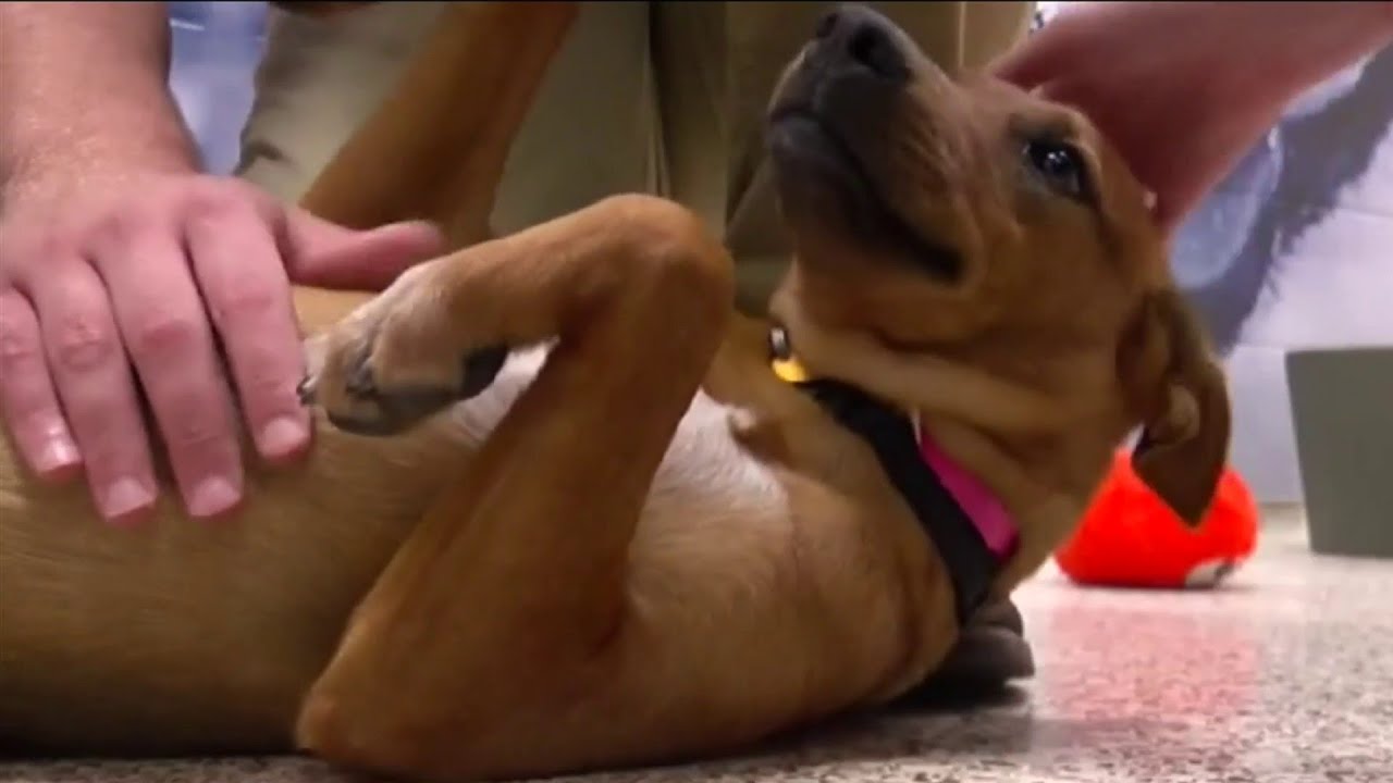 Pet owners urged to check microchip registration after company abruptly shuts down